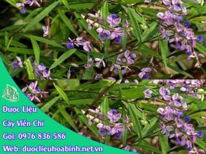 cây viễn chí lá nhỏ