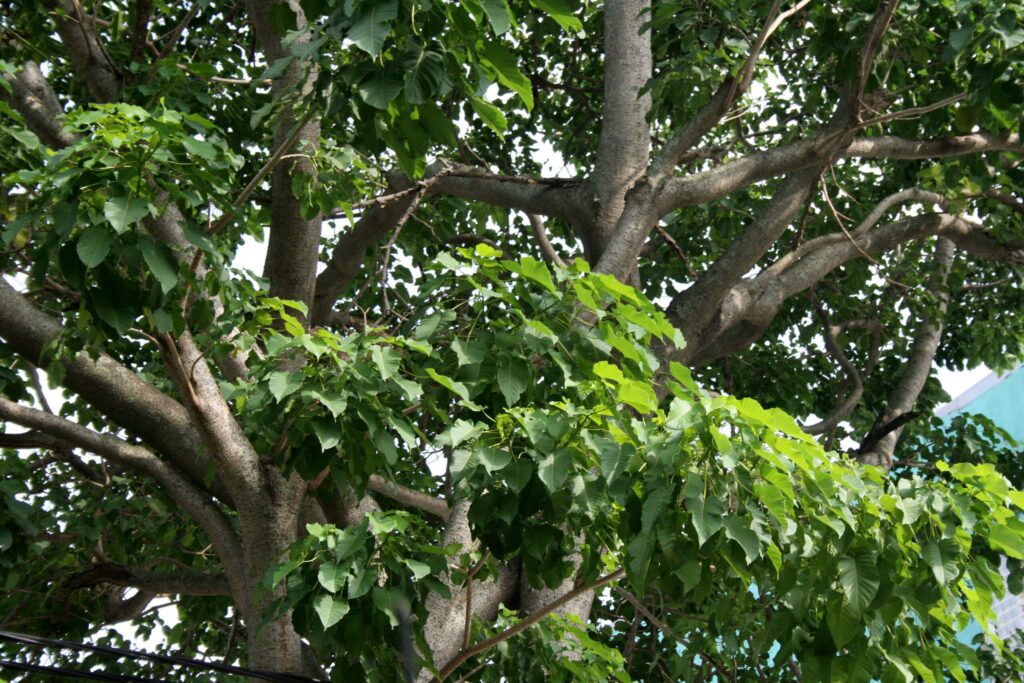 cây vông đồng