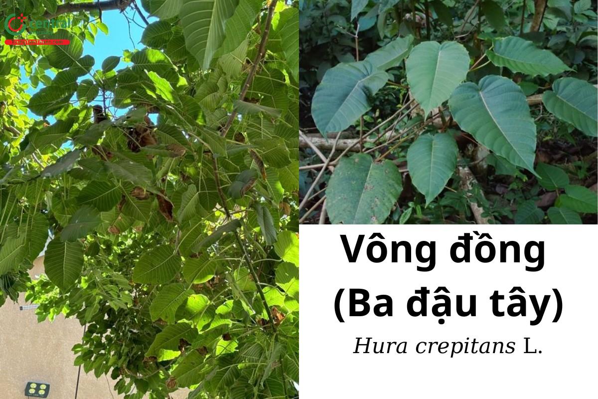 cây vông đồng - Image 4