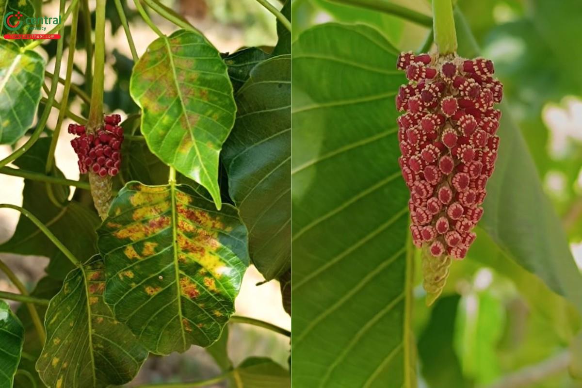 cây vông đồng - Image 5