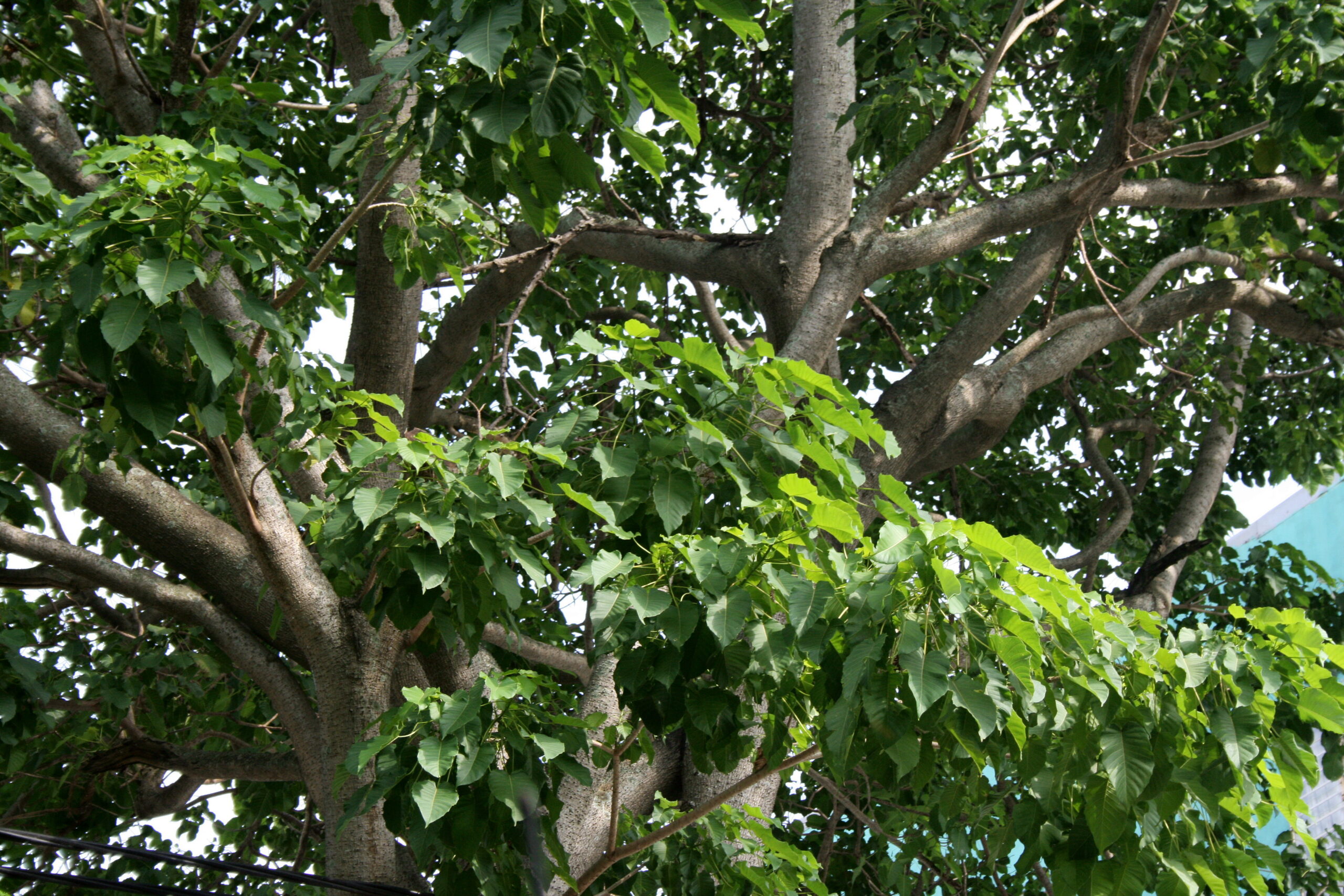 cây vông đồng - Image 1