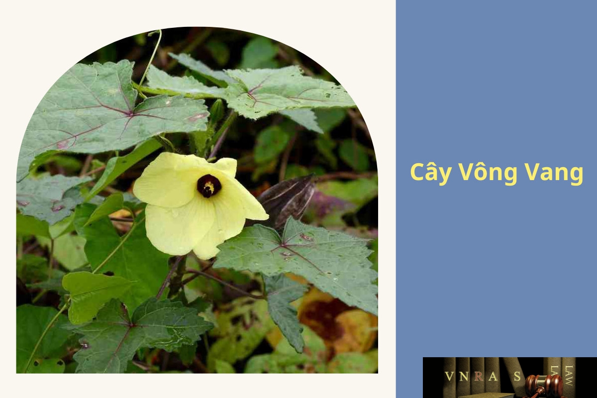 cây vông vang - Image 4