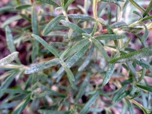 Các bệnh thường gặp ở cây Hương Thảo - Rosemary và cách xử lý