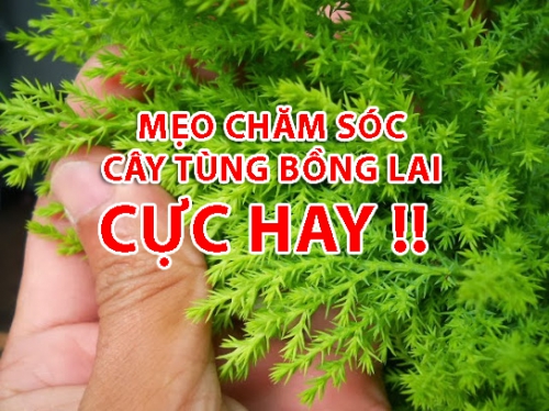 Mách bạn cách chăm sóc cây Tùng Bồng Lai để cây xanh tốt cho nhiều May Mắn, Tài Lộc
