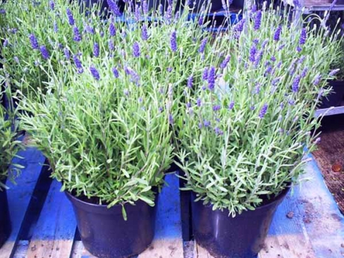 Ở Việt Nam hiện có bao nhiêu loại Lavender phổ biến? Cách phân loại cây lavender.