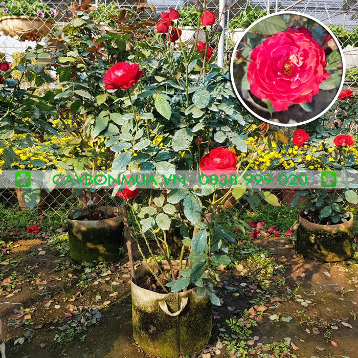 Hoa hồng đỏ Việt
