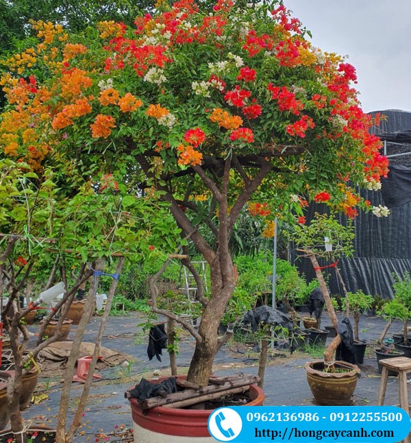 Cây Hoa Giấy Thái - Image 2