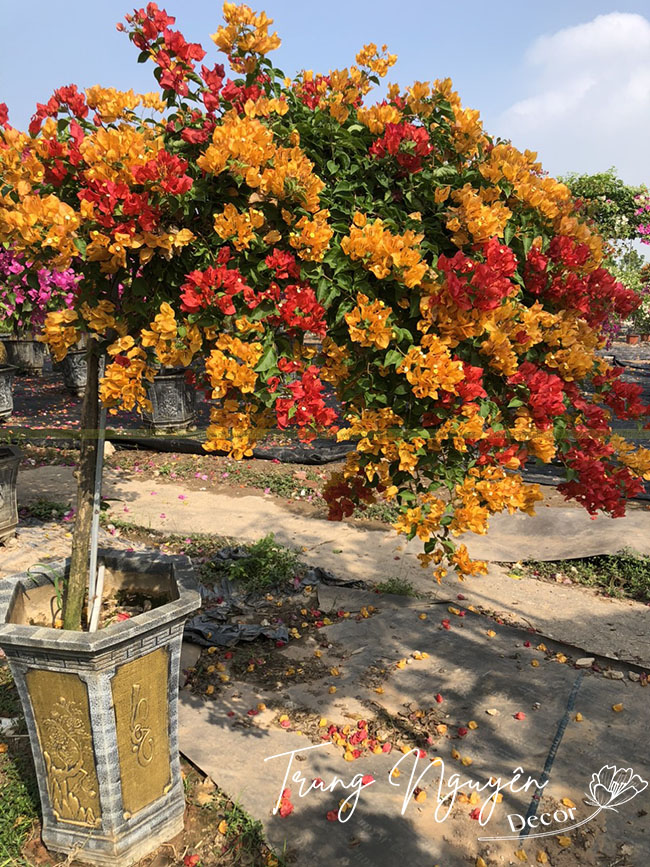 Cây Hoa Giấy Thái - Image 4