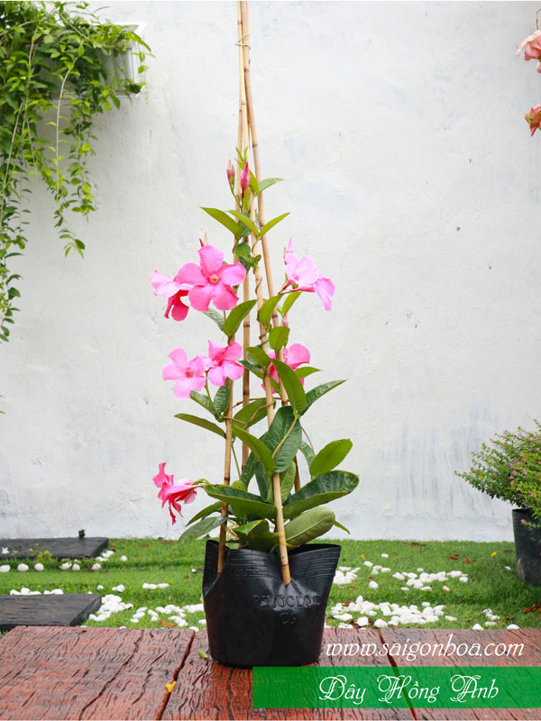 Cây Hoa Hồng Anh - Image 4
