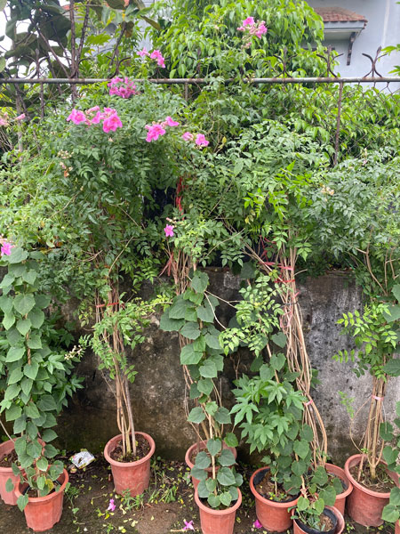 Cây Hồng Thiên Hương - Image 3
