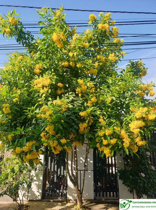 Cây Huỳnh Liên Hoa Vàng - Image 3