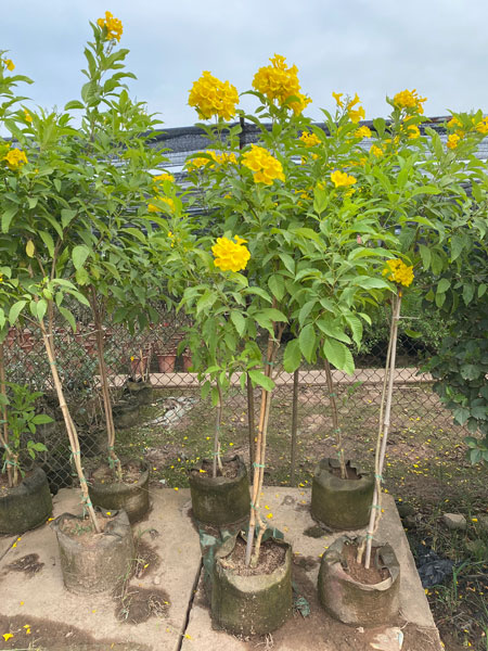 Cây Huỳnh Liên Hoa Vàng - Image 4