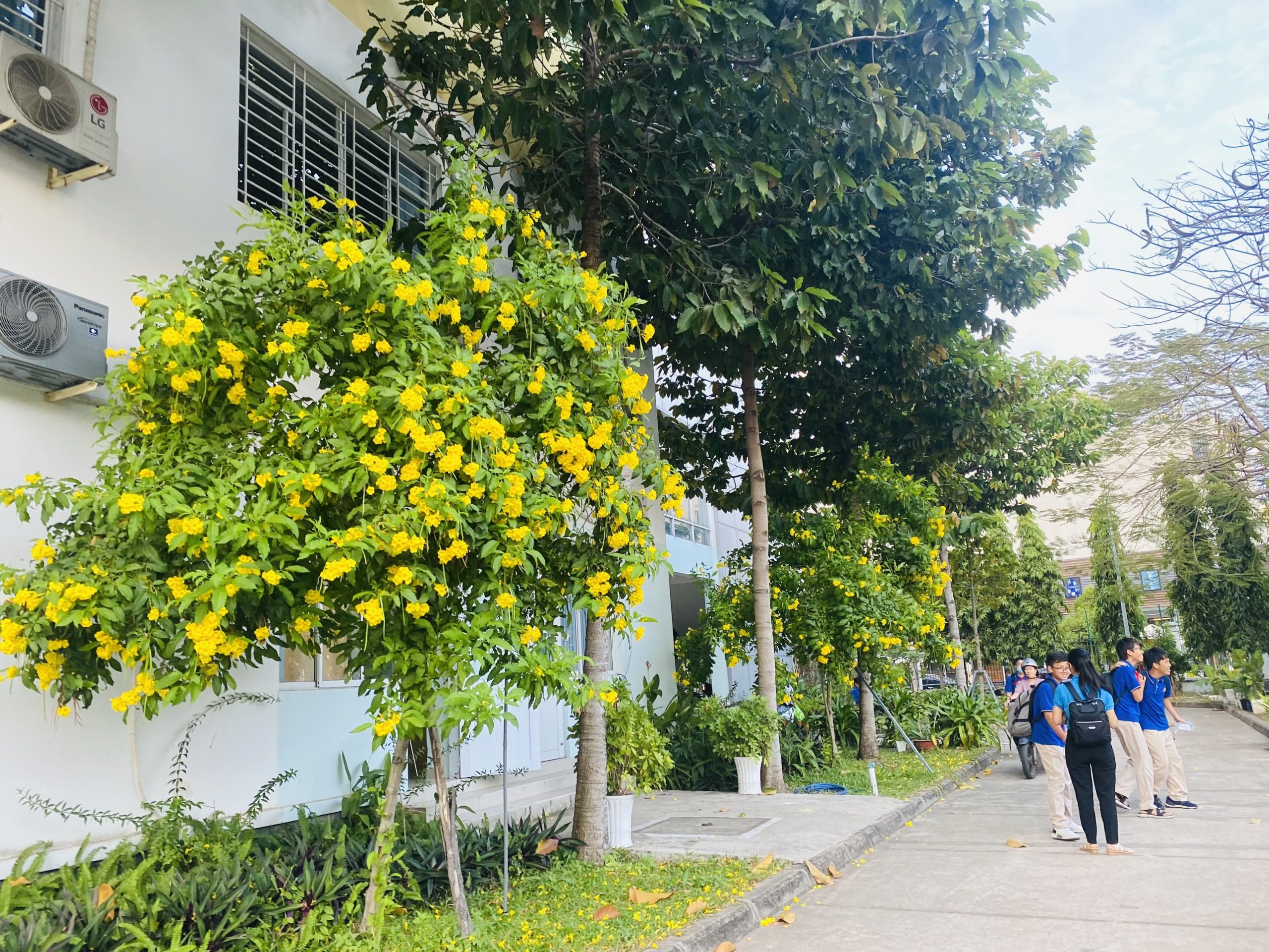 Cây Huỳnh Liên Hoa Vàng - Image 5