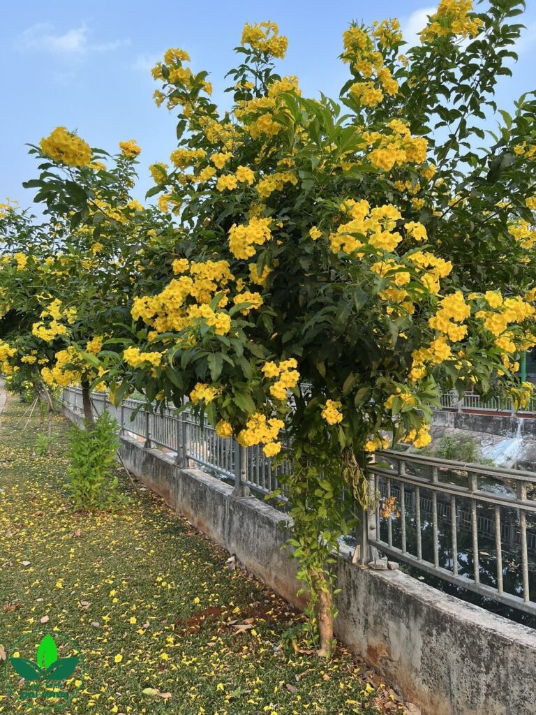 Cây Huỳnh Liên Hoa Vàng