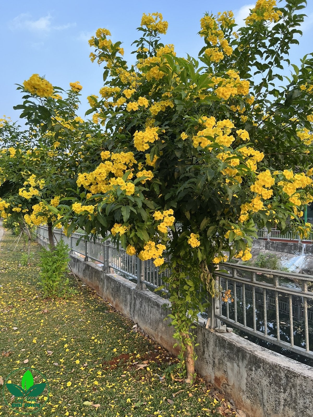 Cây Huỳnh Liên - Image 1