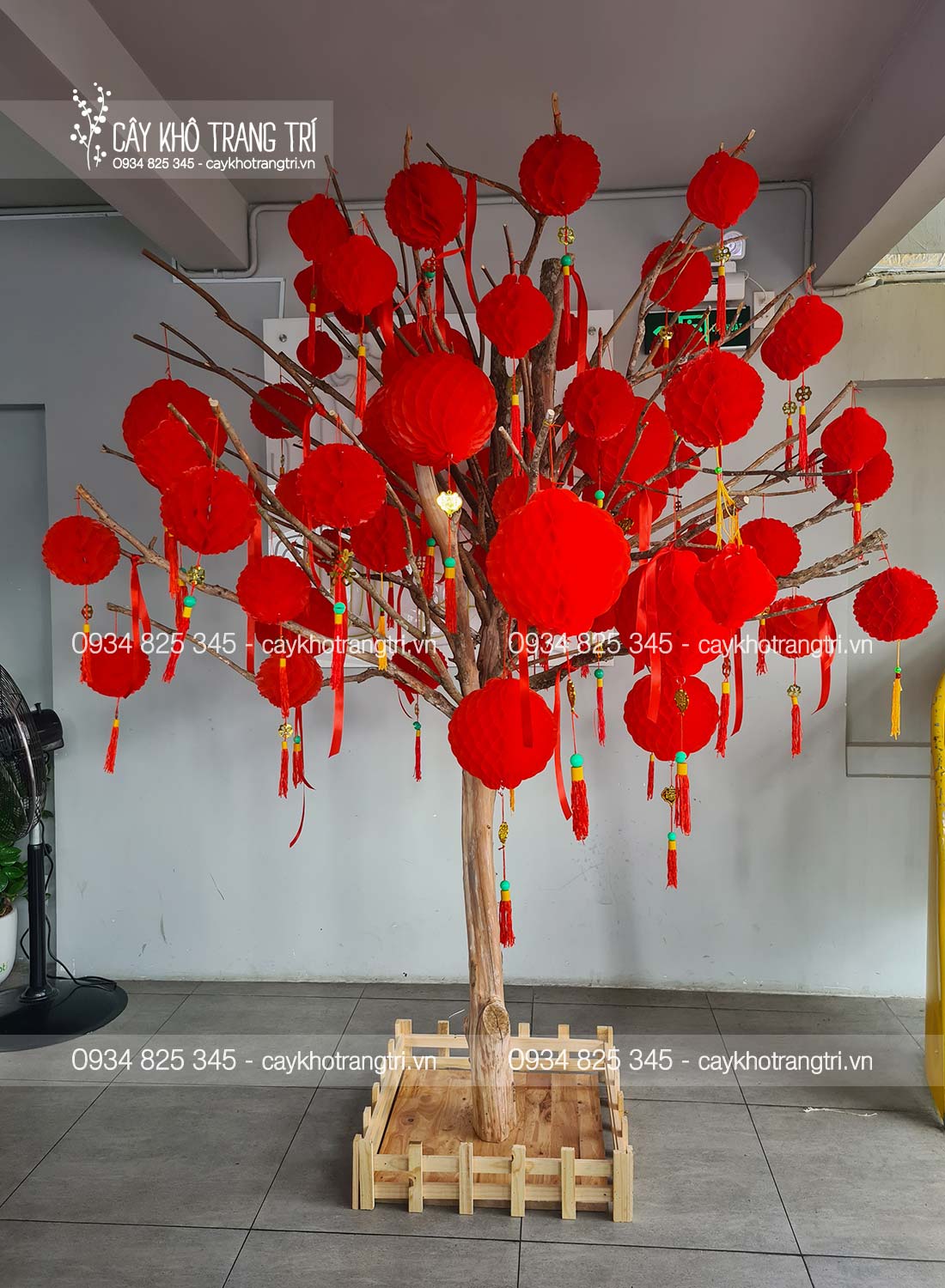 Cây Lồng Đèn - Image 4