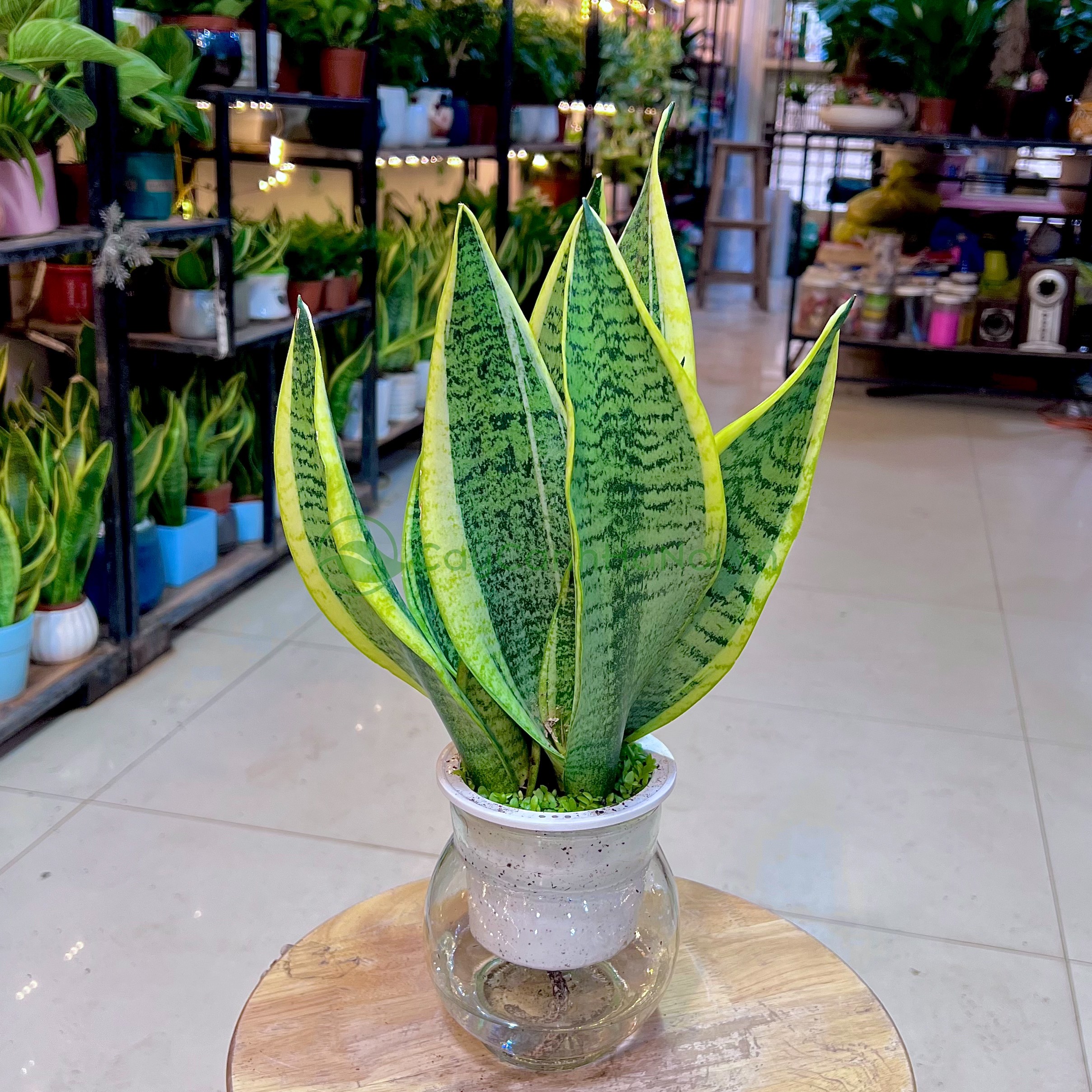 Cây Lưỡi Hổ - Image 5