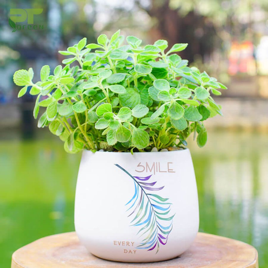 Cây Nhất Mạt Hương - Image 3