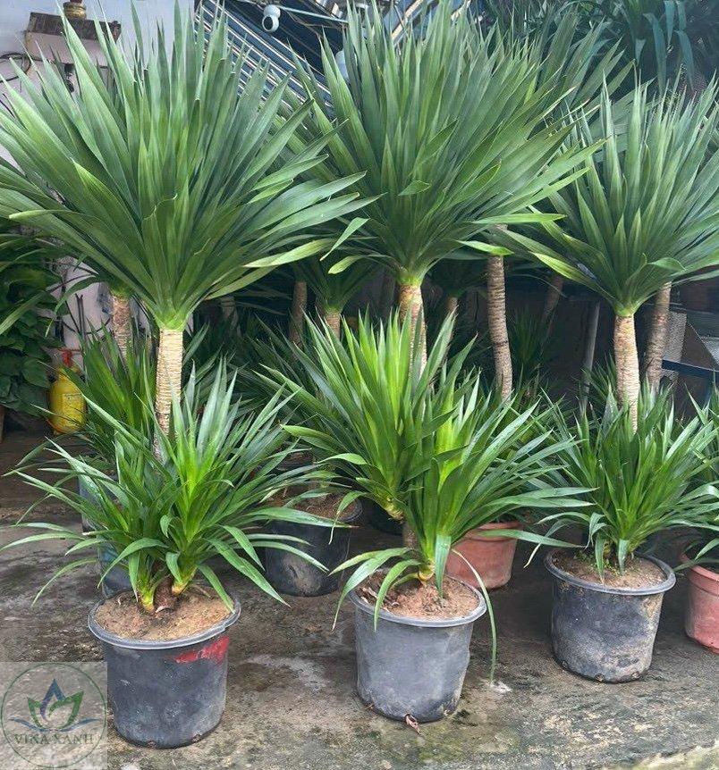 Cây Phát Tài Núi - Image 5