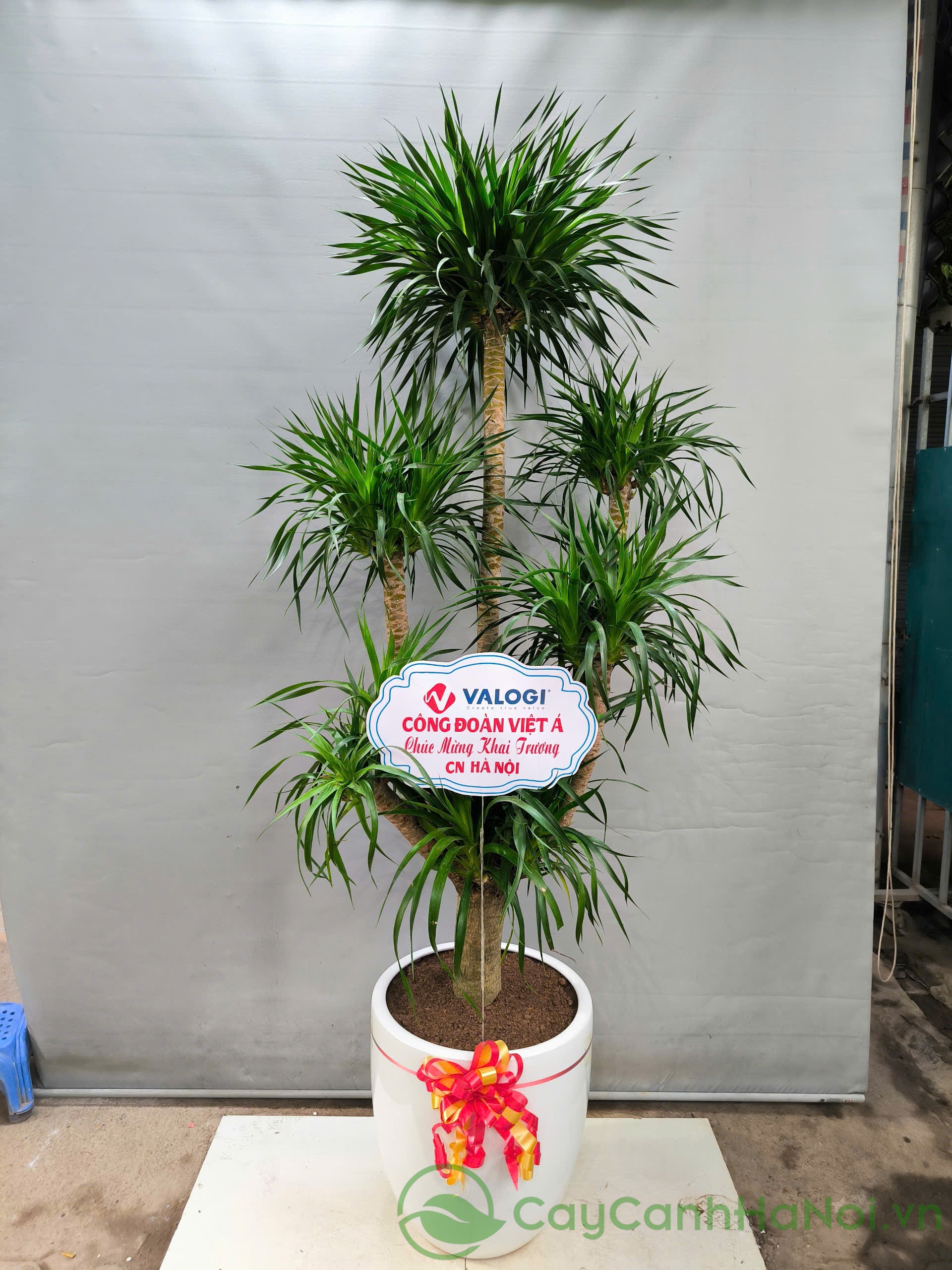 Cây Phát Tài Núi - Image 1