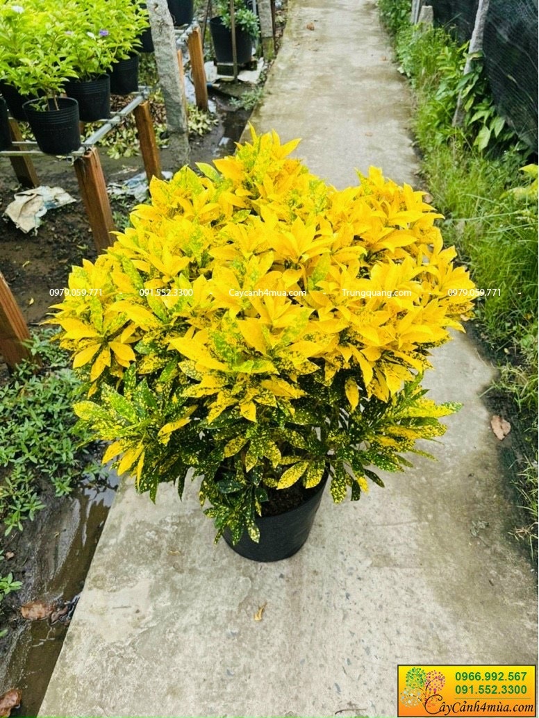 Vàng Anh Lá Đốm - Image 2