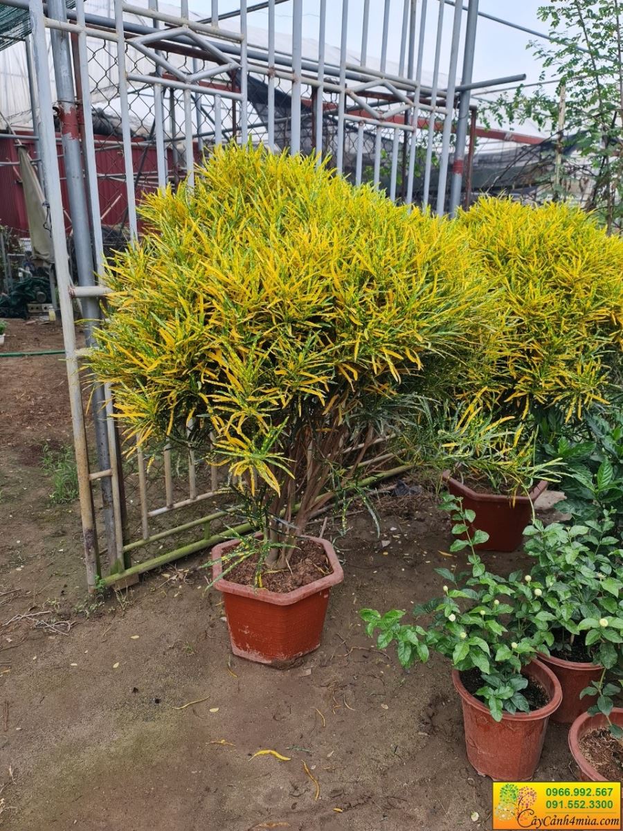 Vàng Anh Lá Đốm - Image 3