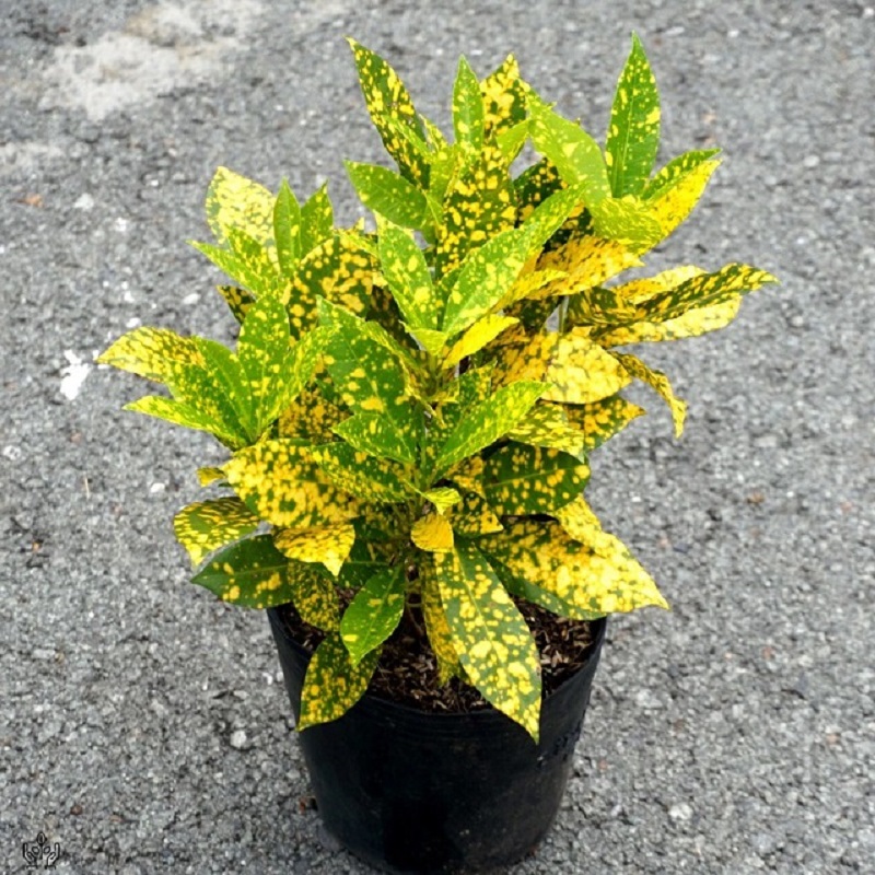 Vàng Anh Lá Đốm - Image 4