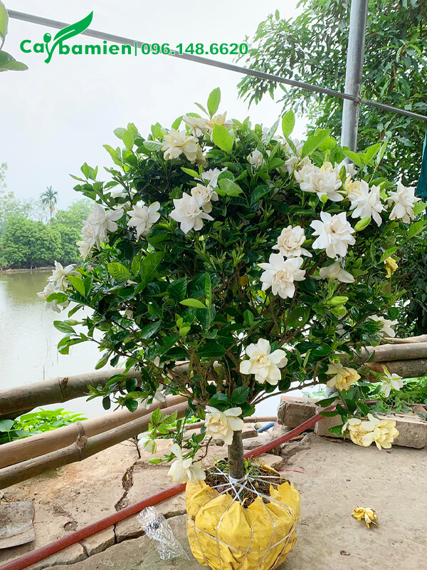 cây Bạch Thiên Hương - Image 2