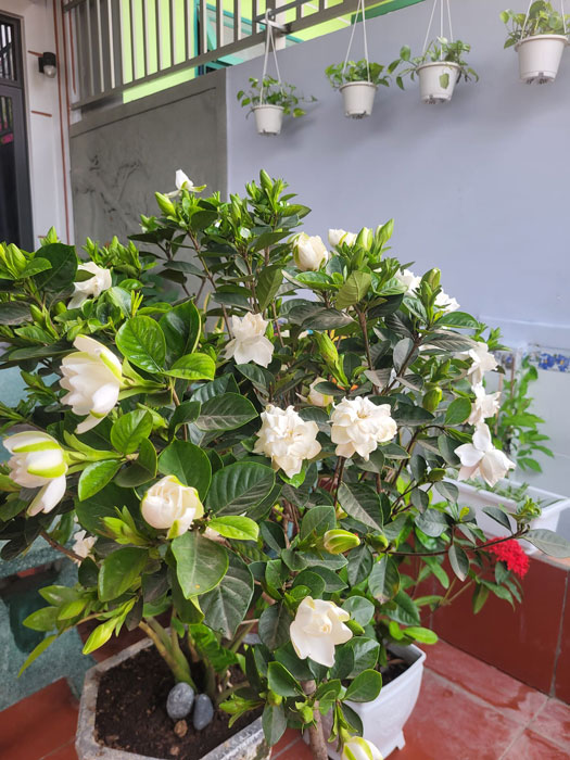 cây Bạch Thiên Hương - Image 3