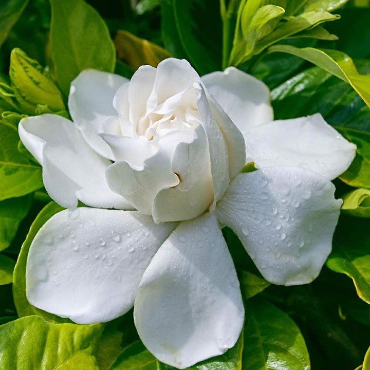 cây Bạch Thiên Hương - Image 5