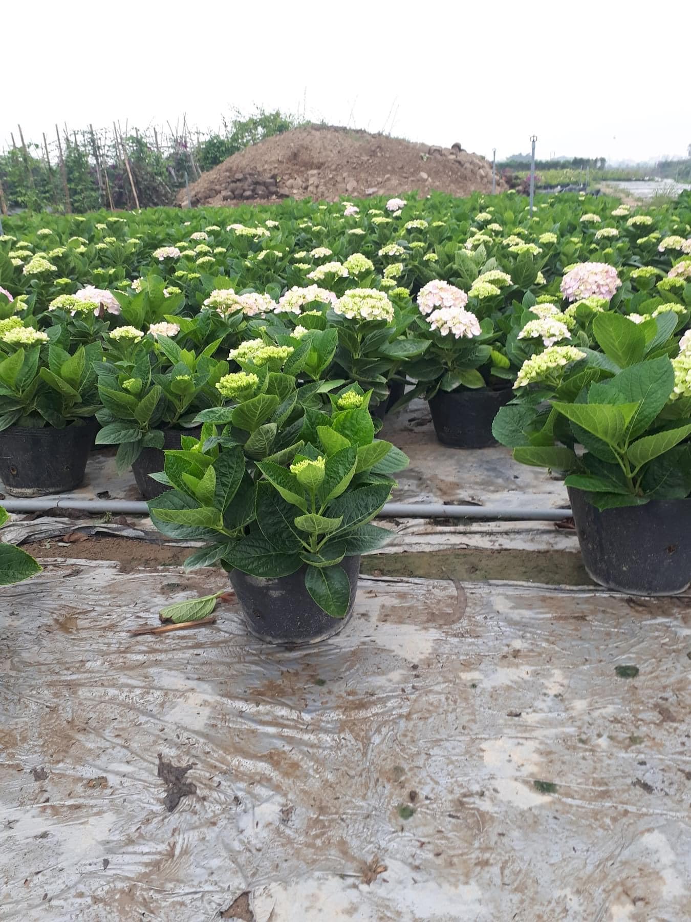 cây Cẩm Tú Cầu - Image 2