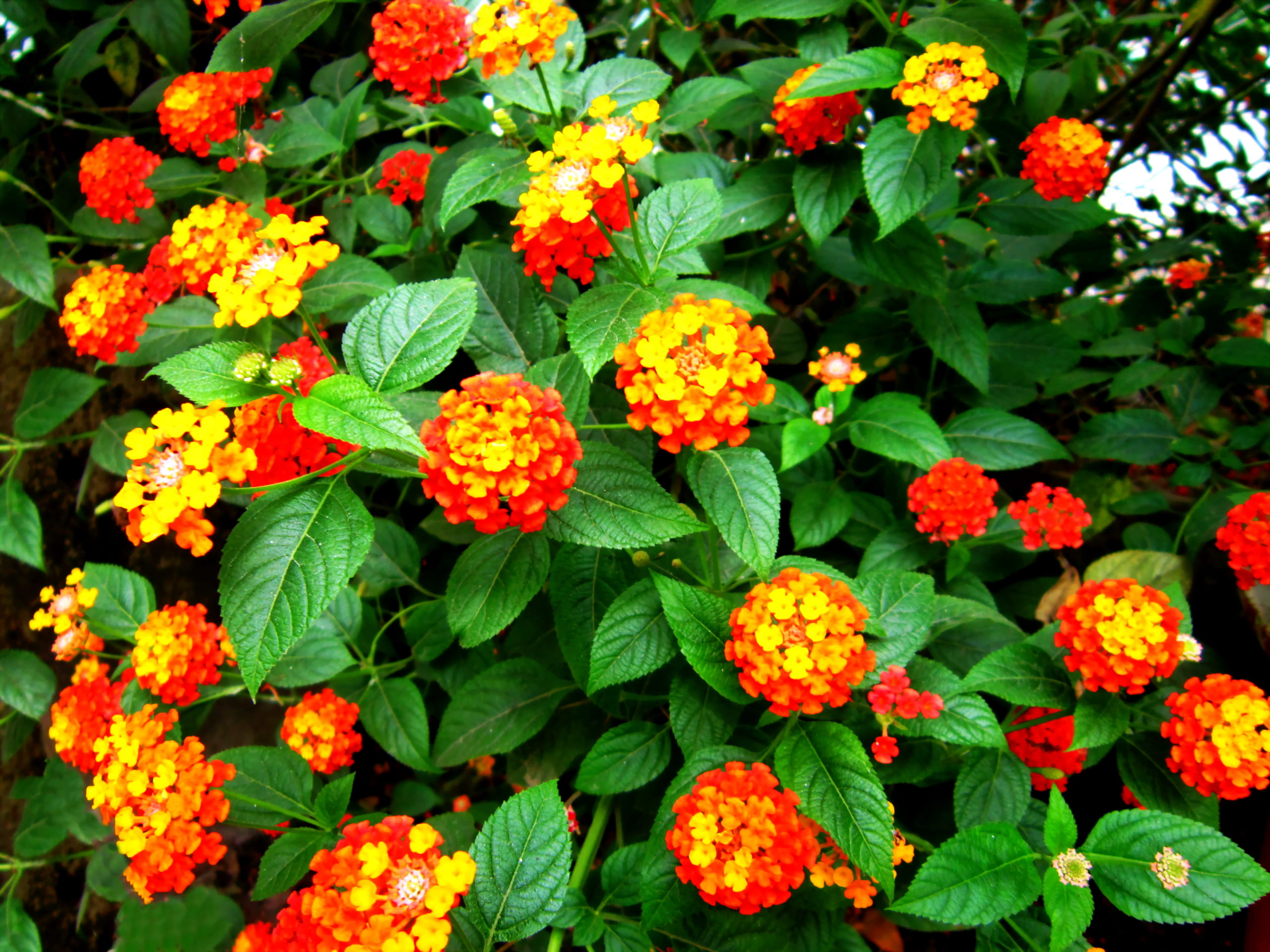 cây Cúc Ngũ Sắc - Image 3