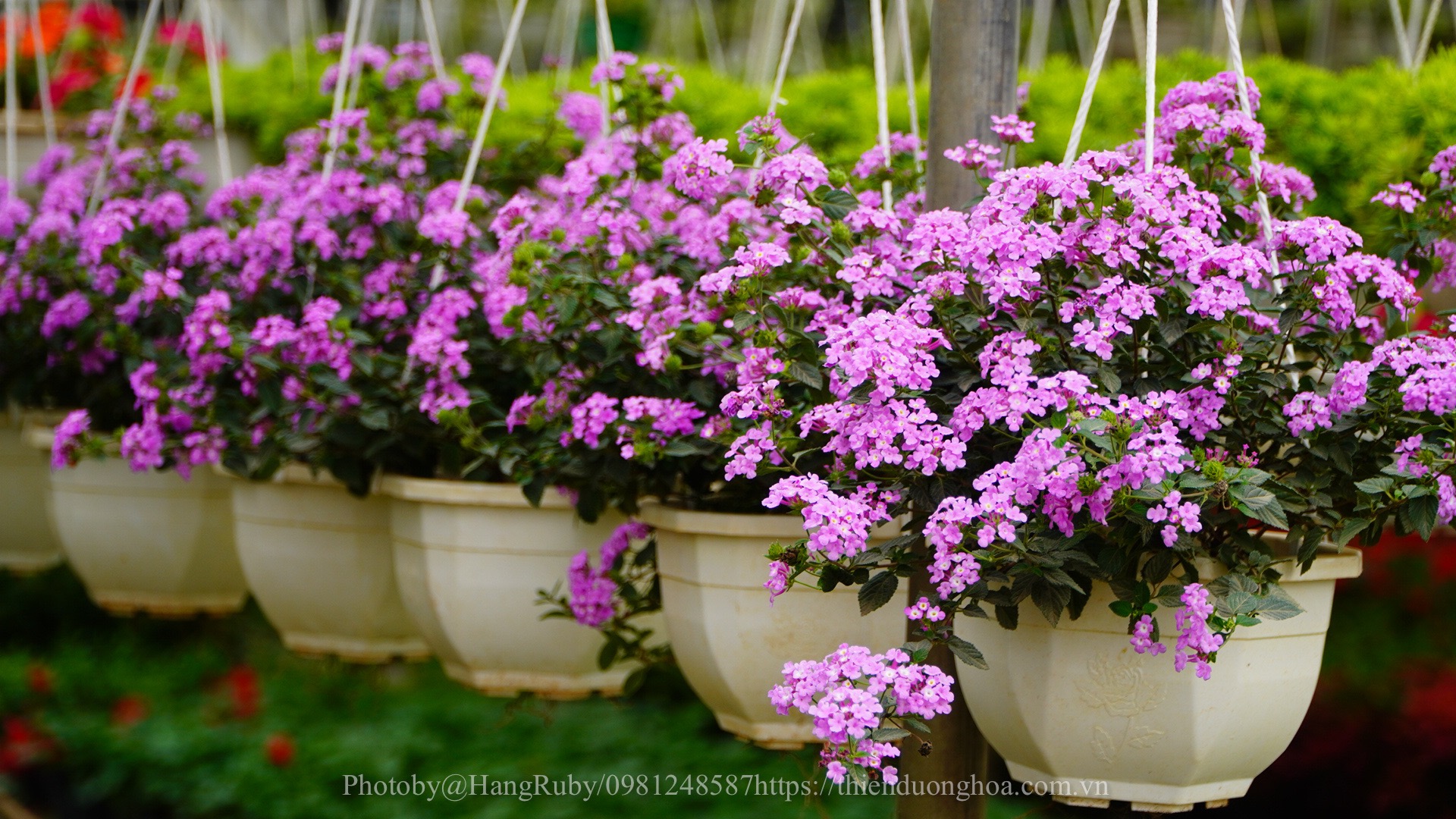 cây Cúc Ngũ Sắc - Image 4