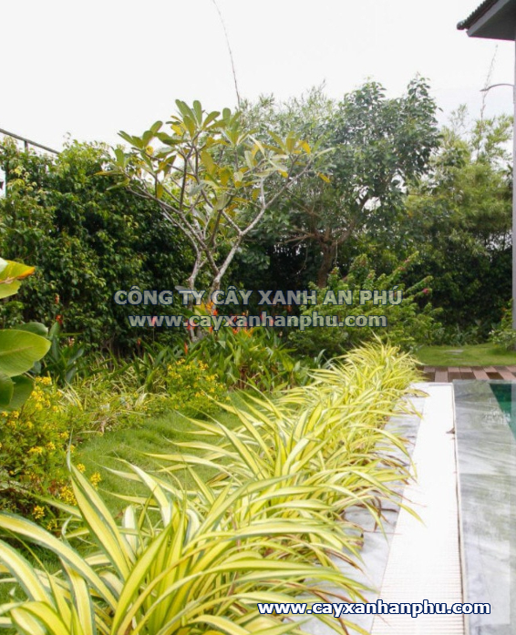 cây Dứa Sọc Vàng - Image 5
