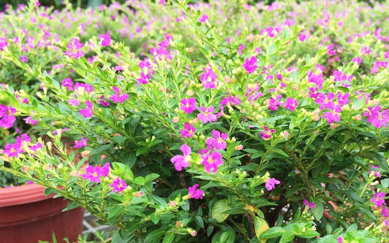 cây Hoa Cẩm Tú Mai - Image 2