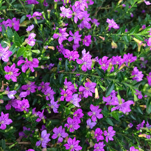cây Hoa Cẩm Tú Mai - Image 3