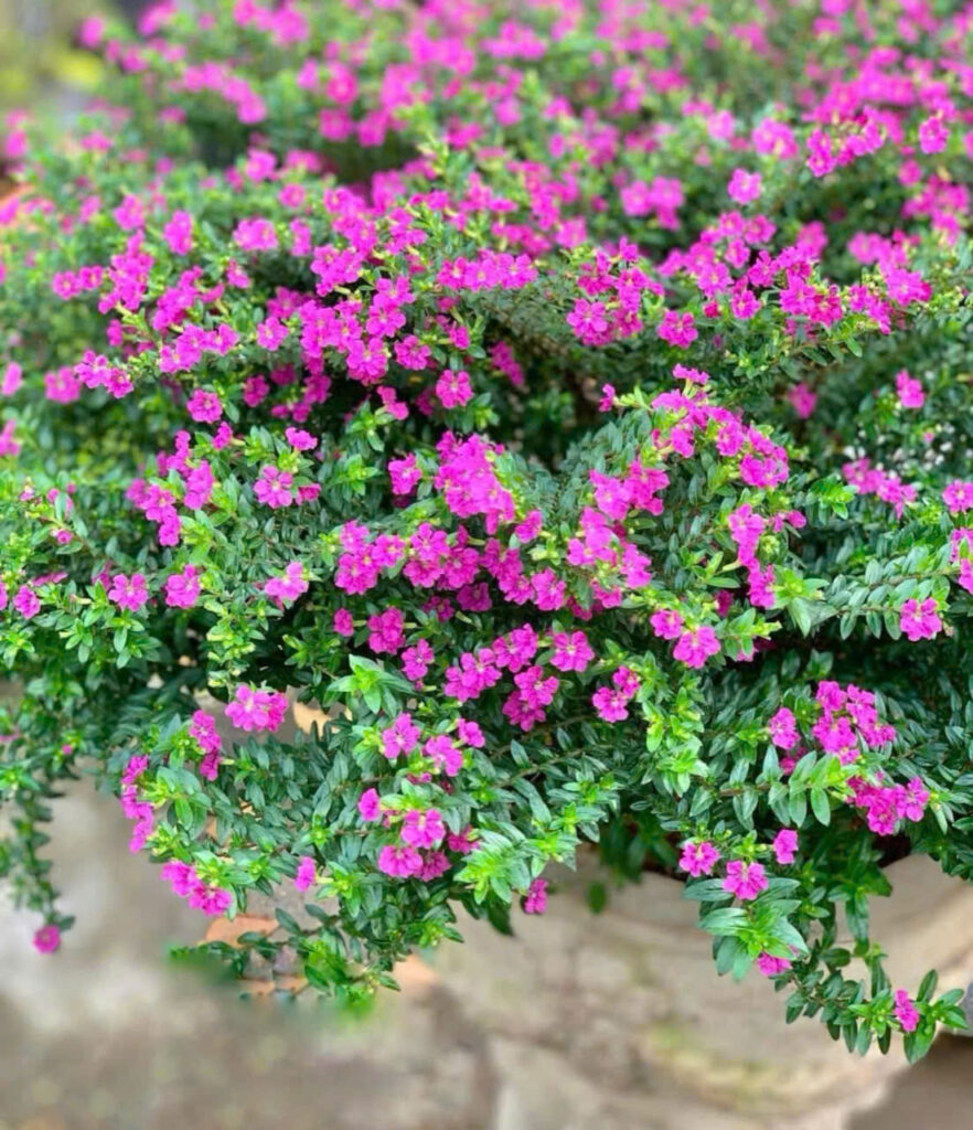 cây Hoa Cẩm Tú Mai