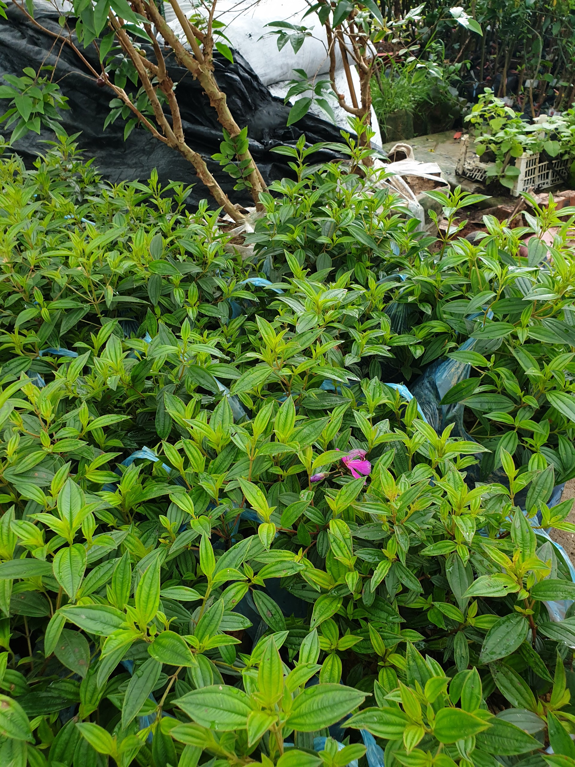 cây Hoa Mua Thái - Image 3
