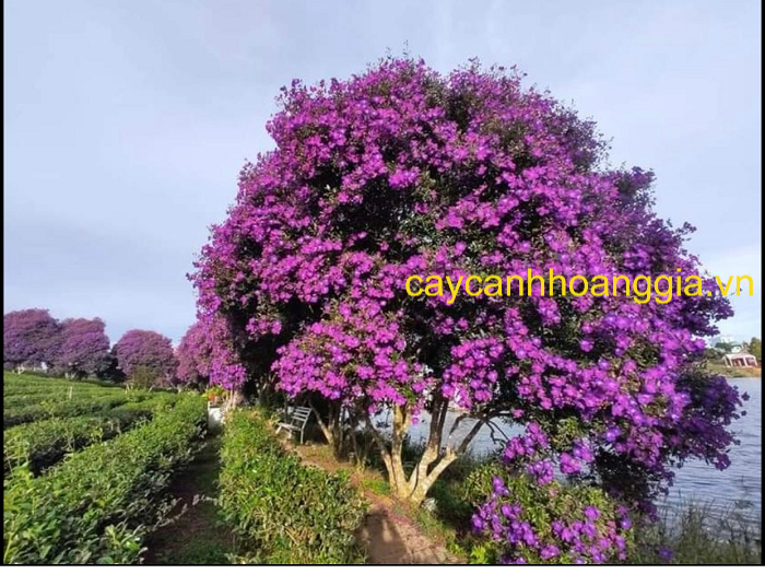 cây Hoa Mua Thái