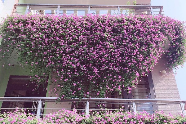 cây Hoa Ngũ Sắc Tím - Image 2
