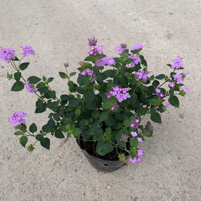 cây Hoa Ngũ Sắc Tím - Image 3