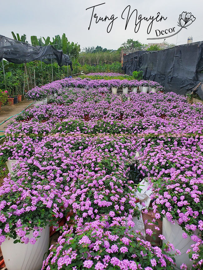 cây Hoa Ngũ Sắc Tím - Image 4