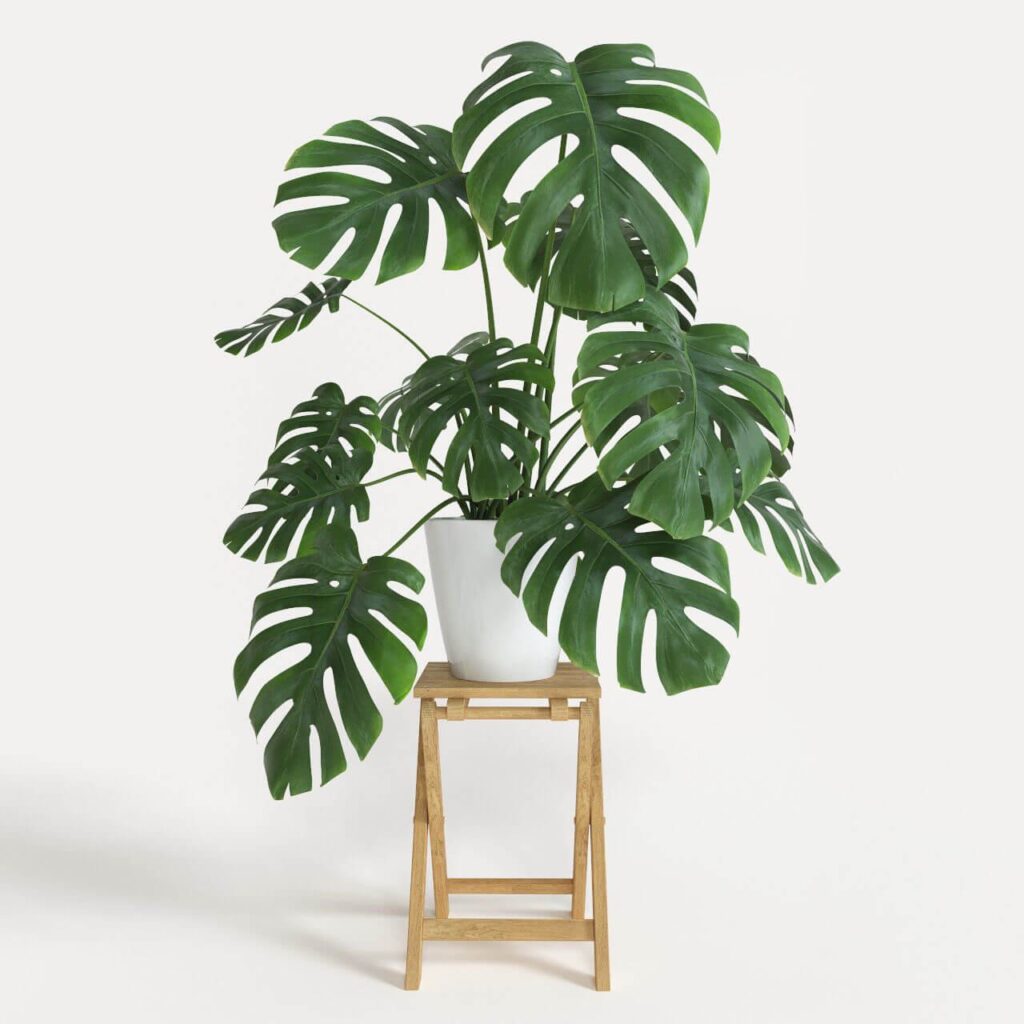 cây Monstera