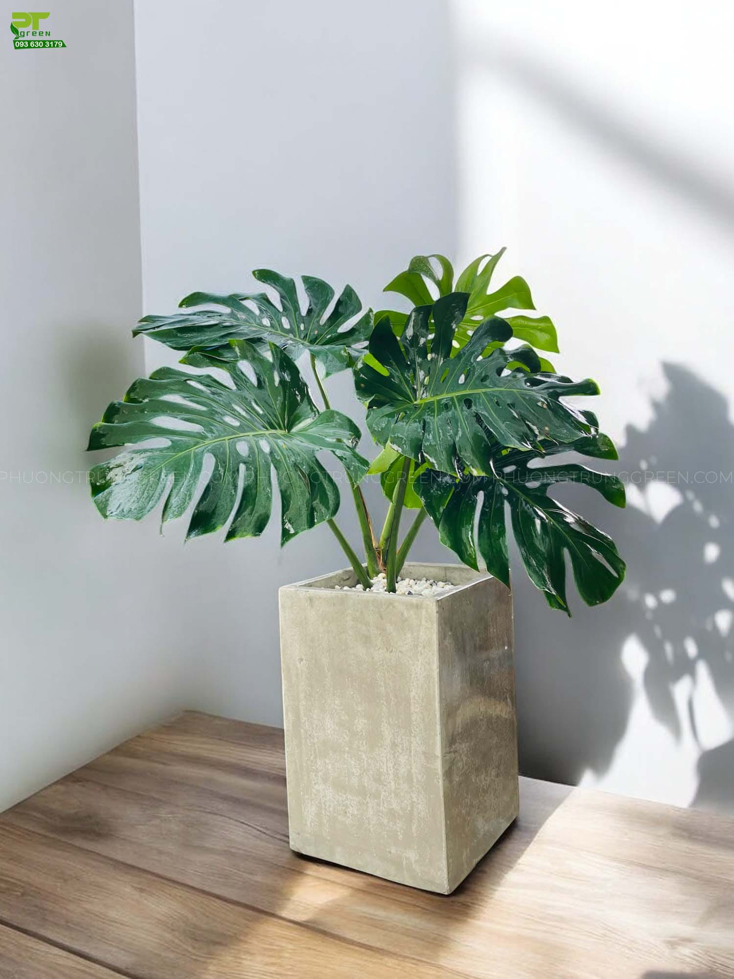 cây Monstera - Image 2
