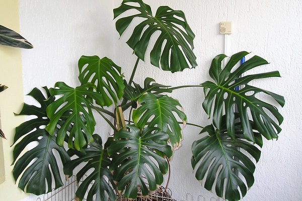 cây Monstera - Image 3