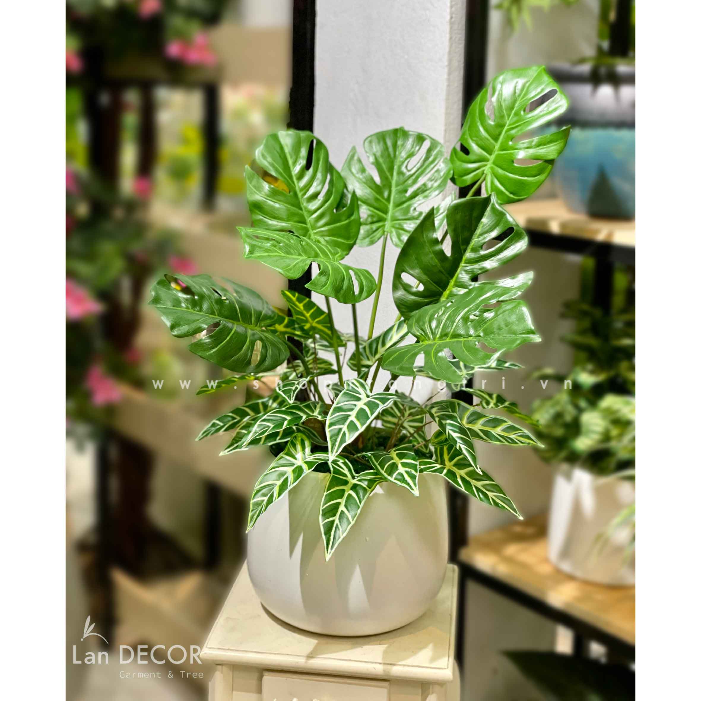 cây Monstera - Image 4