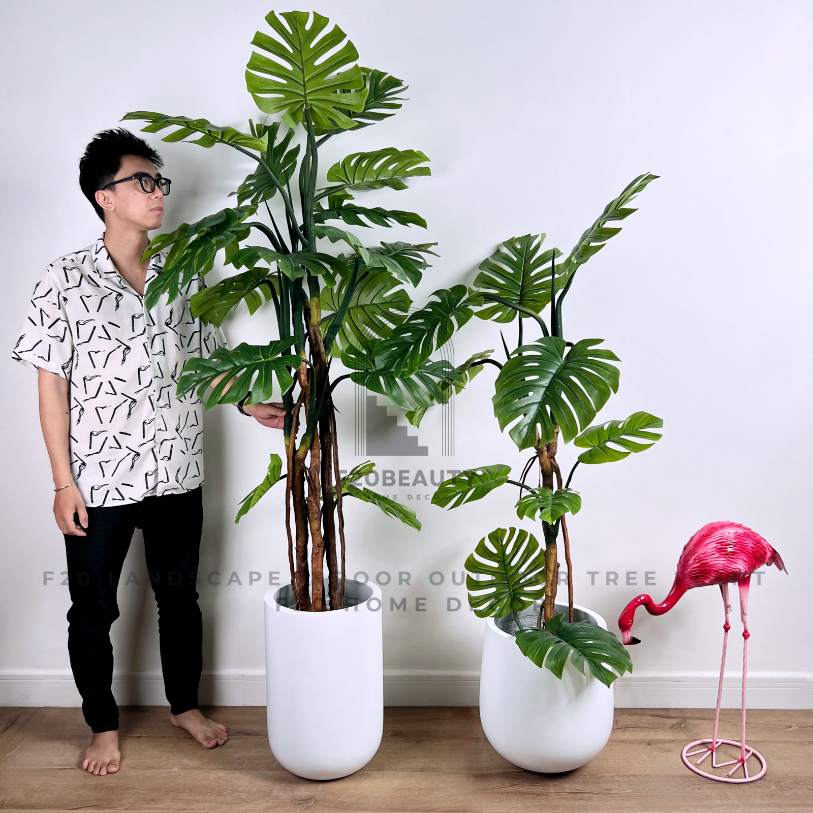cây Monstera - Image 5