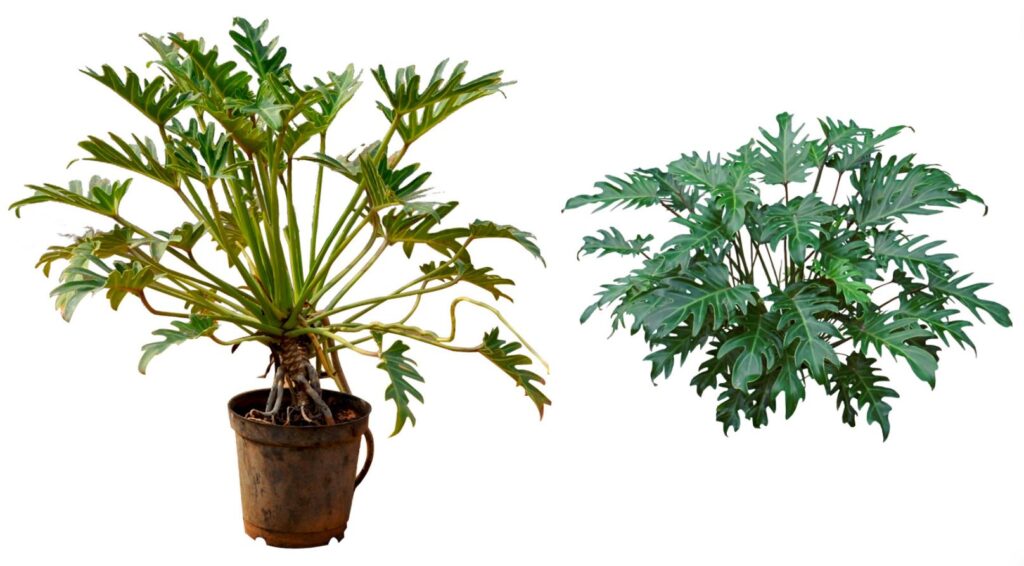 cây Trầu Bà Chân Vịt