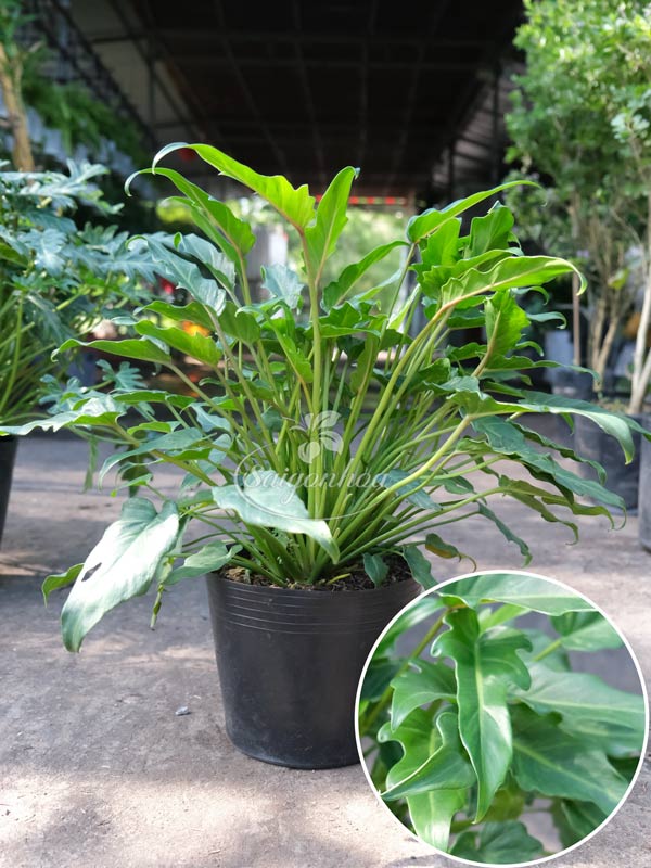 cây Trầu Bà Chân Vịt - Image 2