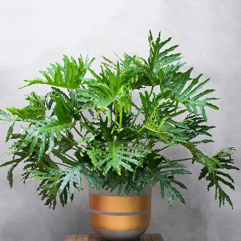 cây Trầu Bà Lá Xẻ